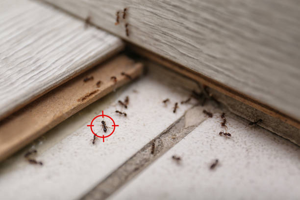 Best Termite Control Services  in Marlboro Village, MD