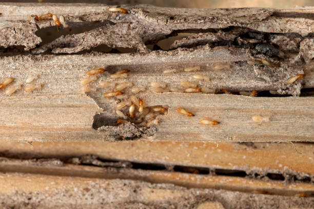 Best Wasp Removal Services  in Marlboro Village, MD